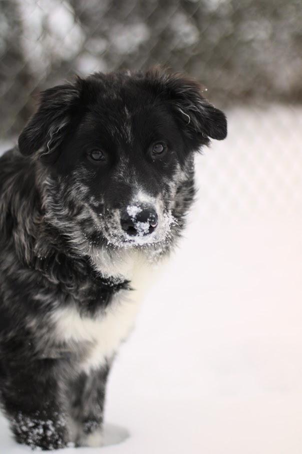 Enlarge Winslow, a Adoptable mixed breed in Battle Creek, MI image 4/6