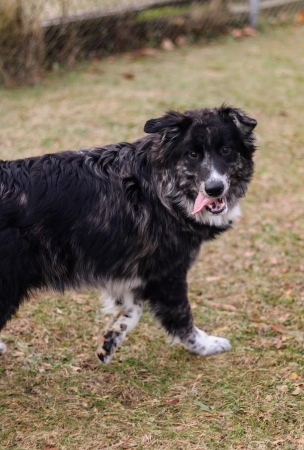 Enlarge Winslow, a Adoptable mixed breed in Battle Creek, MI image 3/6