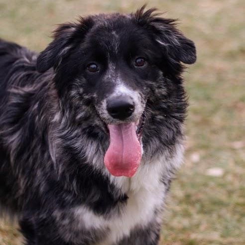 Enlarge Winslow, a Adoptable mixed breed in Battle Creek, MI image 1/6