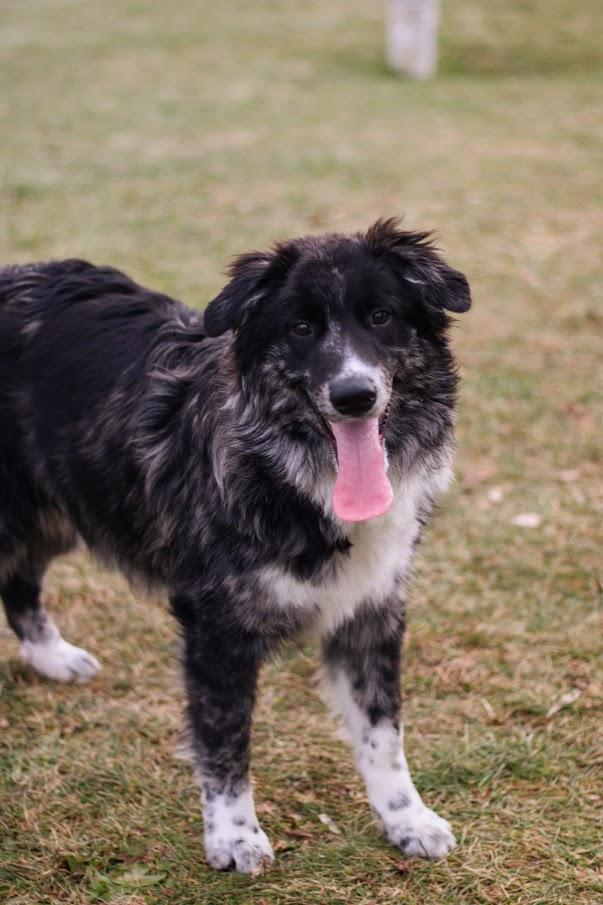 Enlarge Winslow, a Adoptable mixed breed in Battle Creek, MI image 2/6