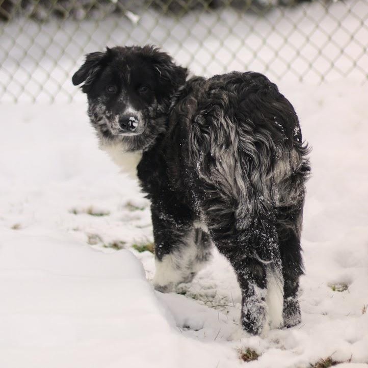 Enlarge Winslow, a Adoptable mixed breed in Battle Creek, MI image 6/6