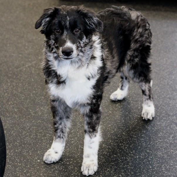 Enlarge Winslow, a Adoptable mixed breed in Battle Creek, MI image 5/6