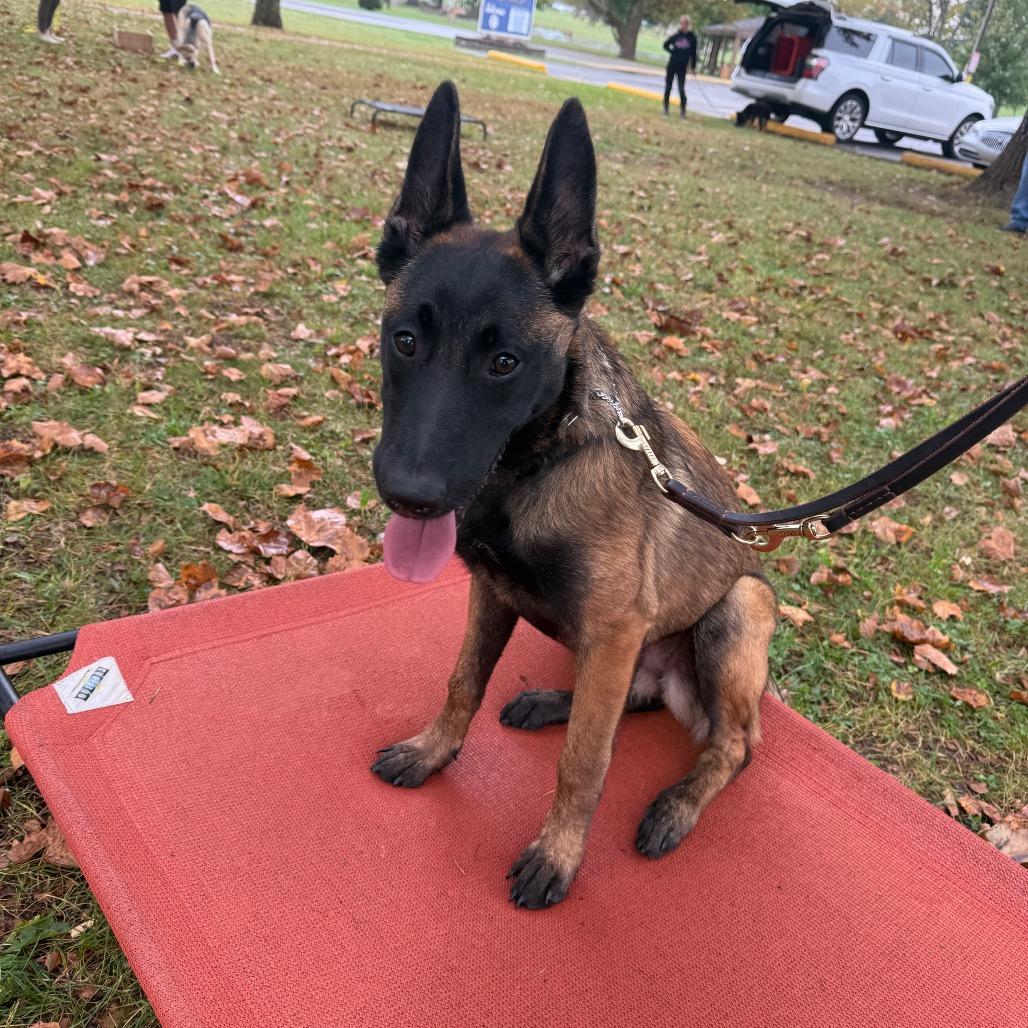 Revere, Adoptable, Puppy Female Belgian Shepherd / Malinois.
