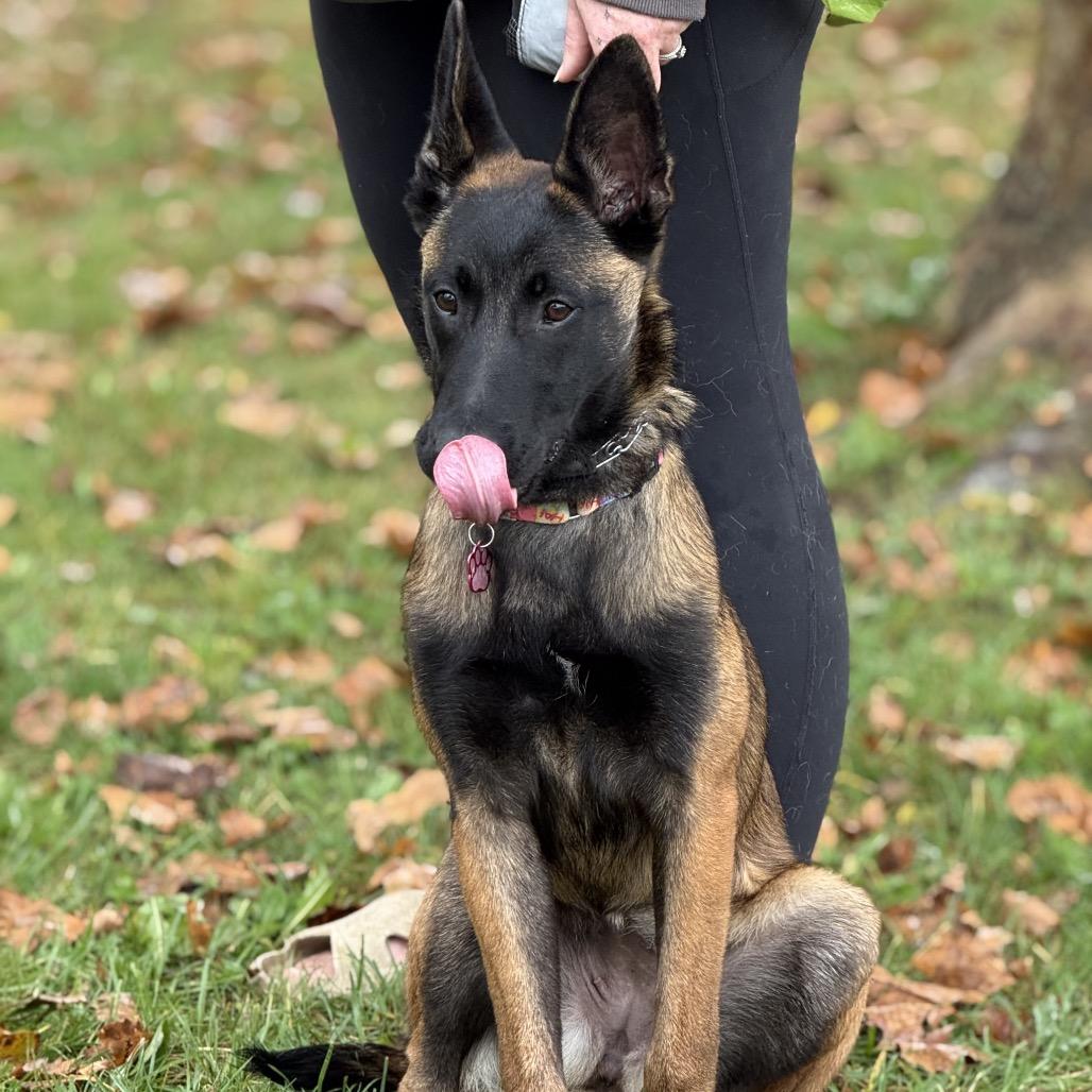 Enlarge Revere, a Adoptable Belgian Shepherd / Malinois in Farmersville, OH image 2/4