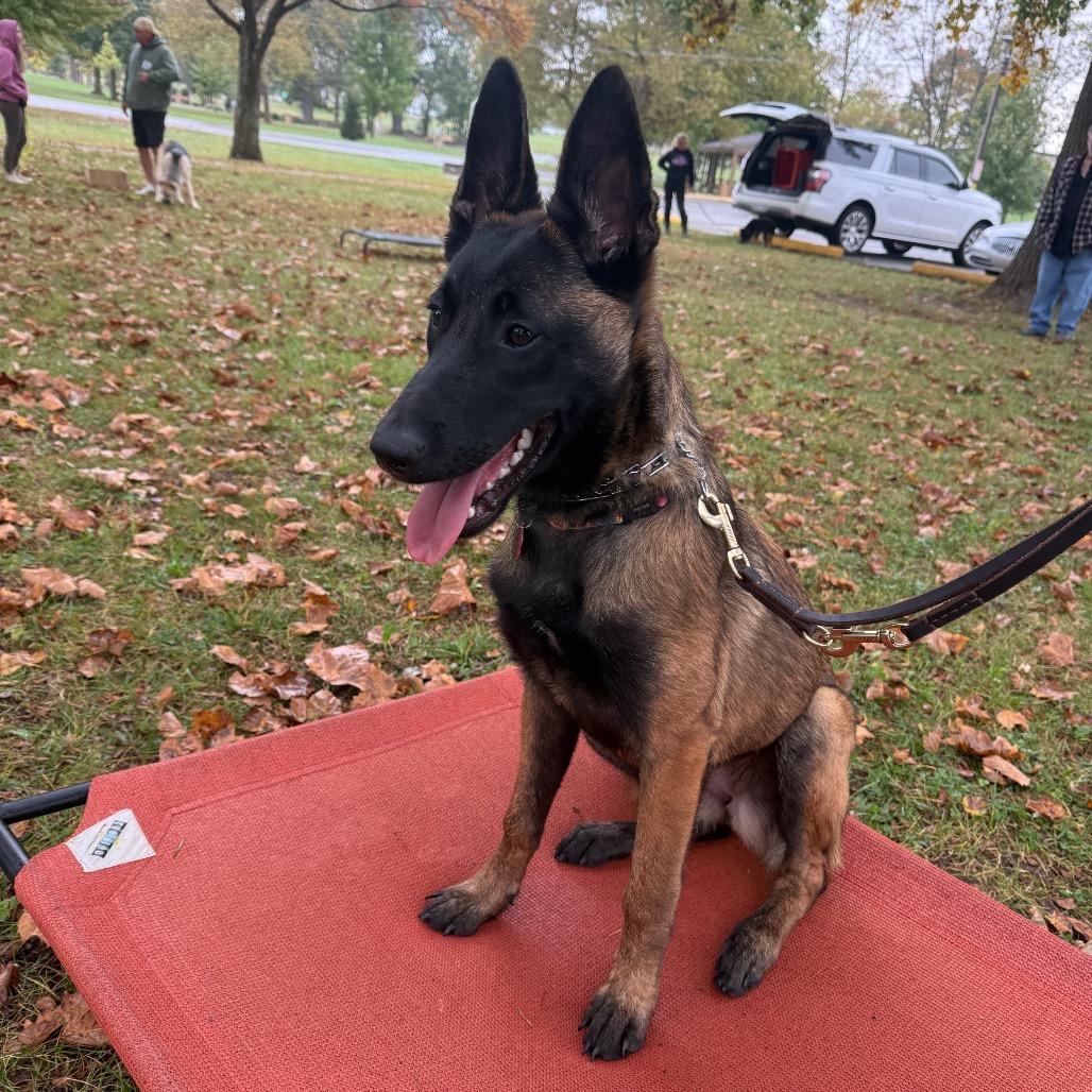 Enlarge Revere, a Adoptable Belgian Shepherd / Malinois in Farmersville, OH image 3/4
