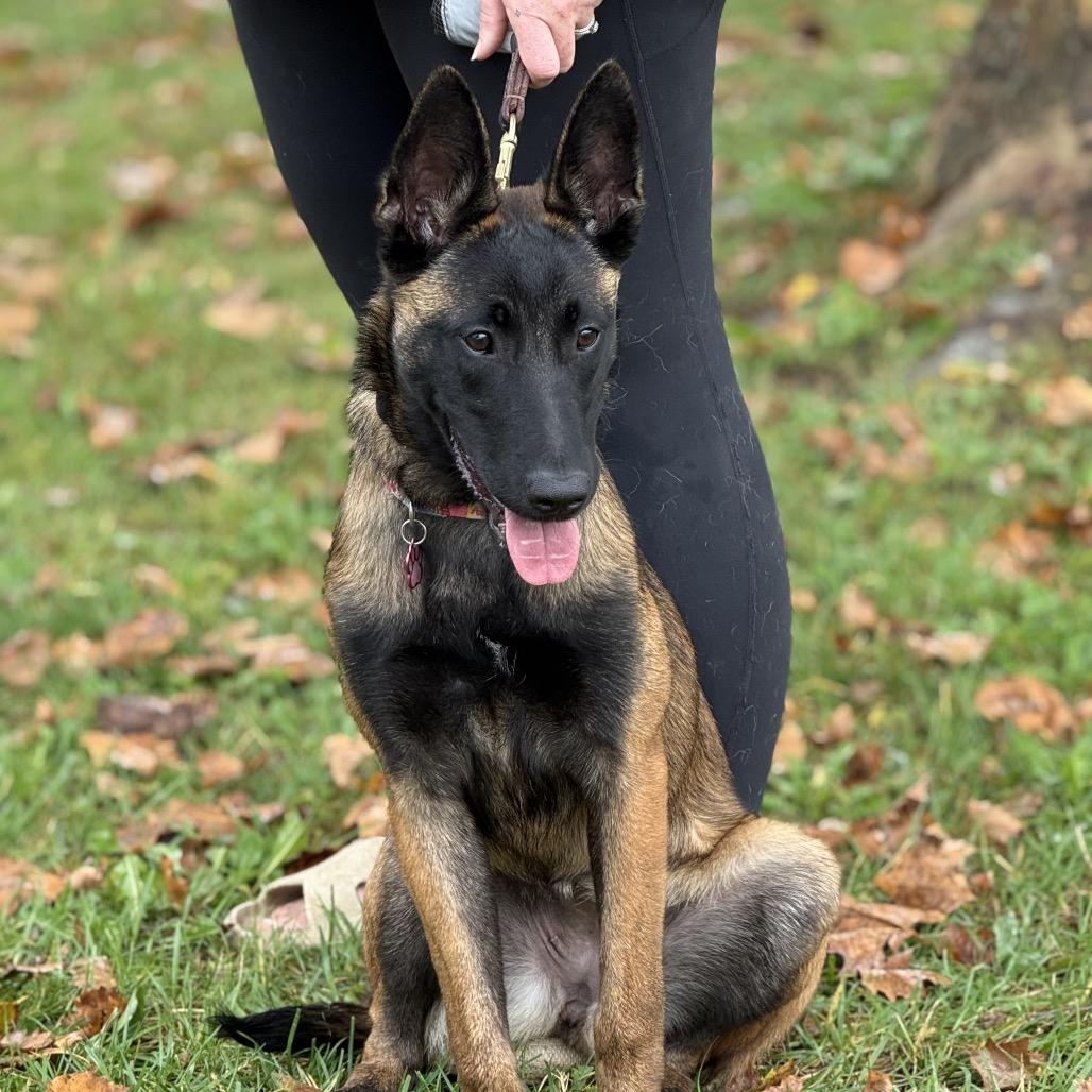 Enlarge Revere, a Adoptable Belgian Shepherd / Malinois in Farmersville, OH image 4/4