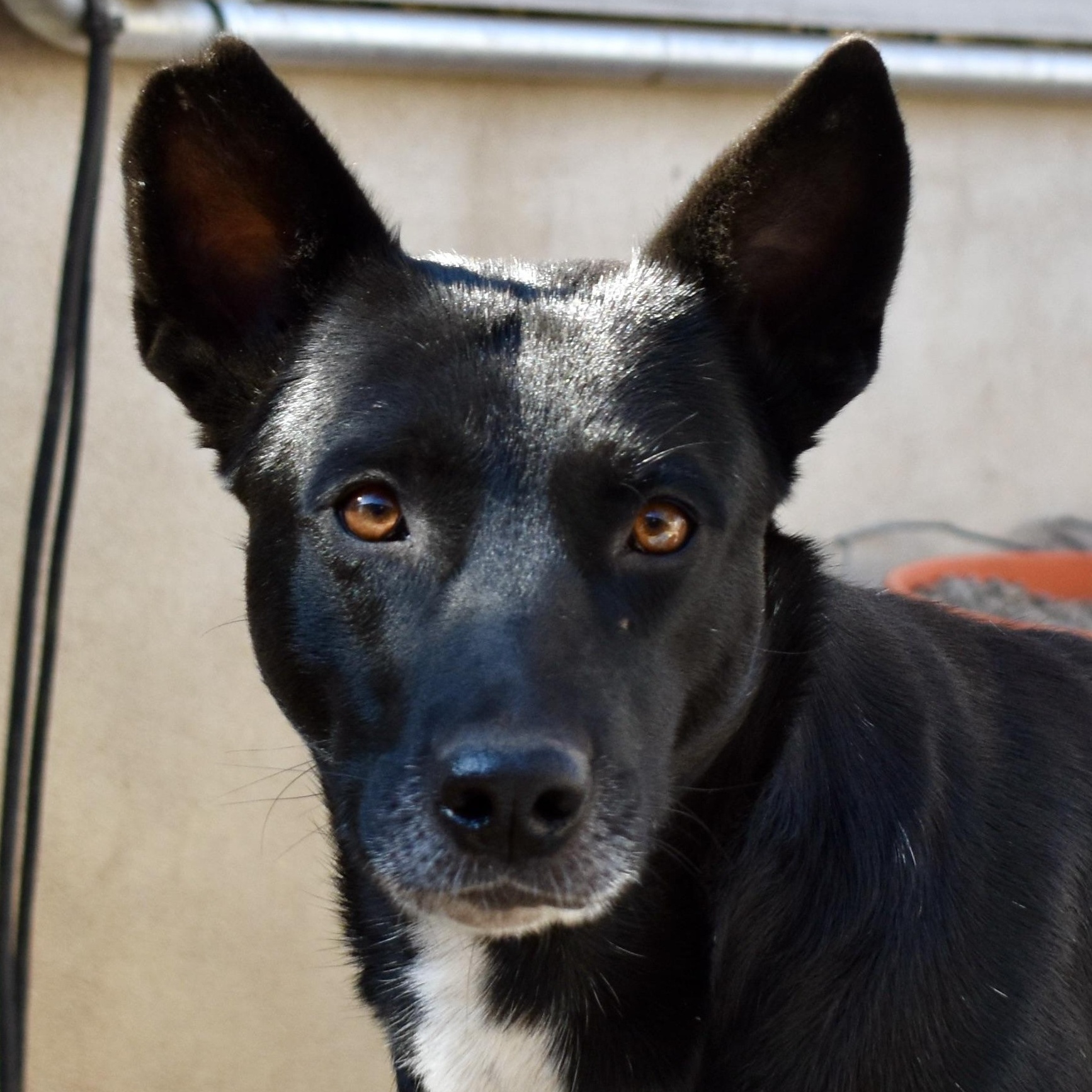 Babette — thumbnail 3