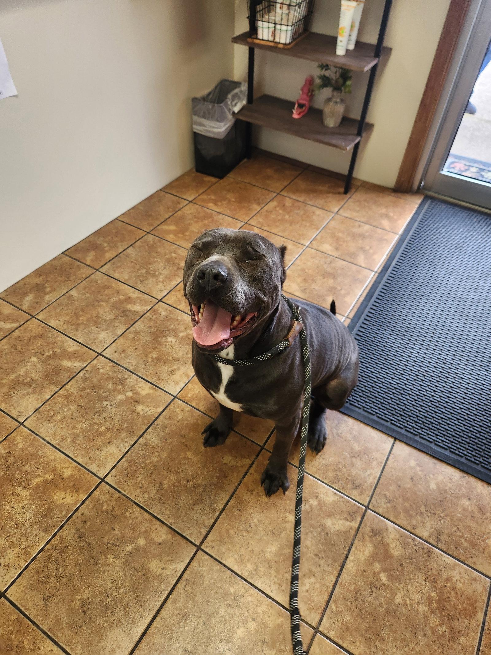 Pari, a Adoptable American Staffordshire Terrier in Shreveport, LA image 1/2