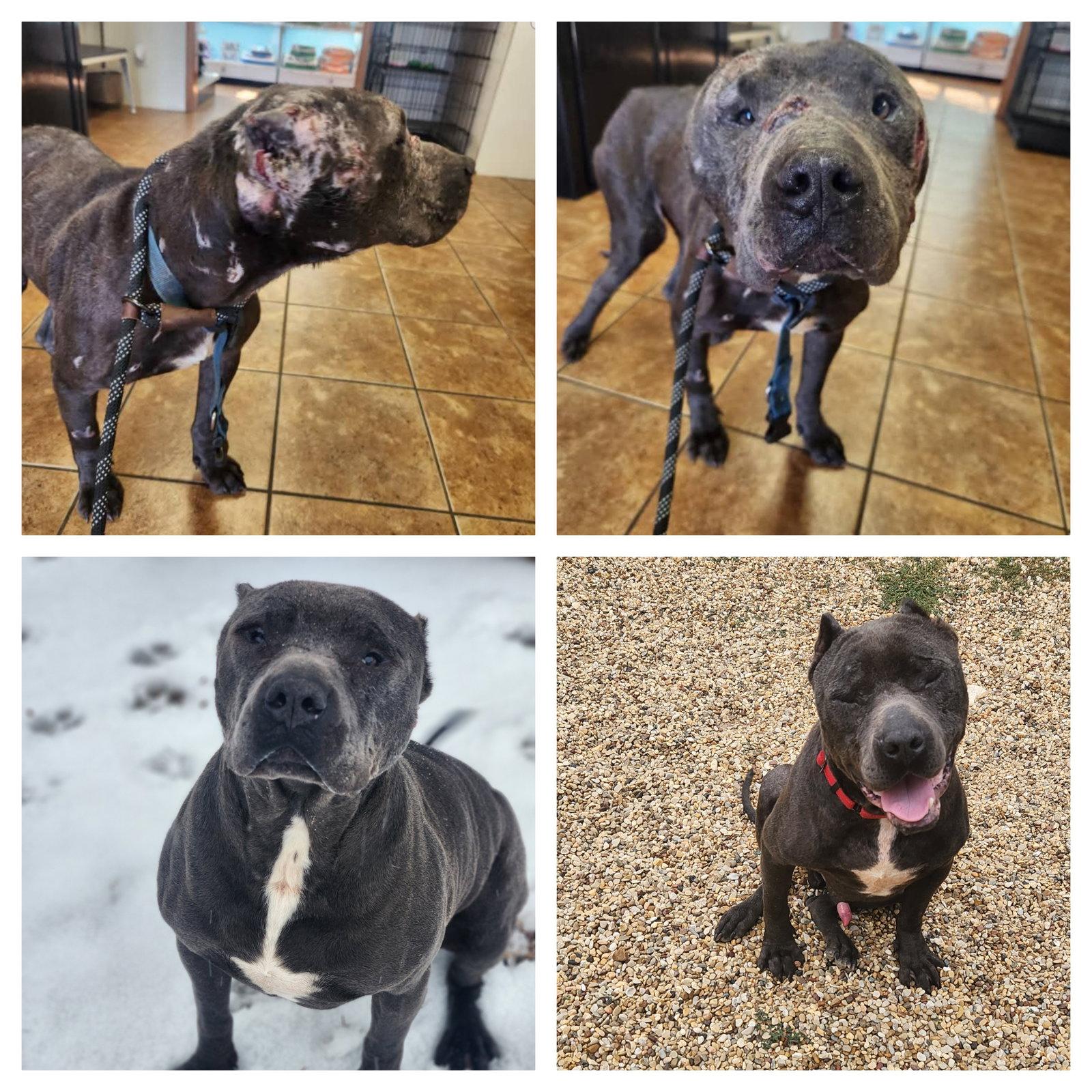 Pari, a Adoptable American Staffordshire Terrier in Shreveport, LA image 2/2
