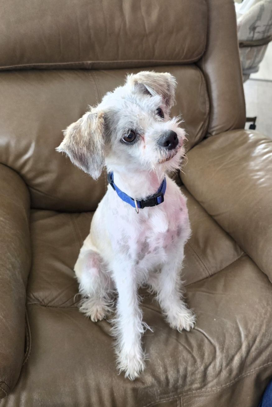 Dax, ADOPTABLE, Adult Male Terrier.