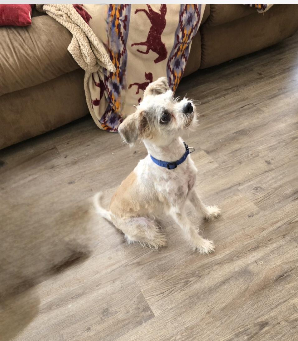 Enlarge Dax, a ADOPTABLE mixed breed in Jamestown, ND image 2/6