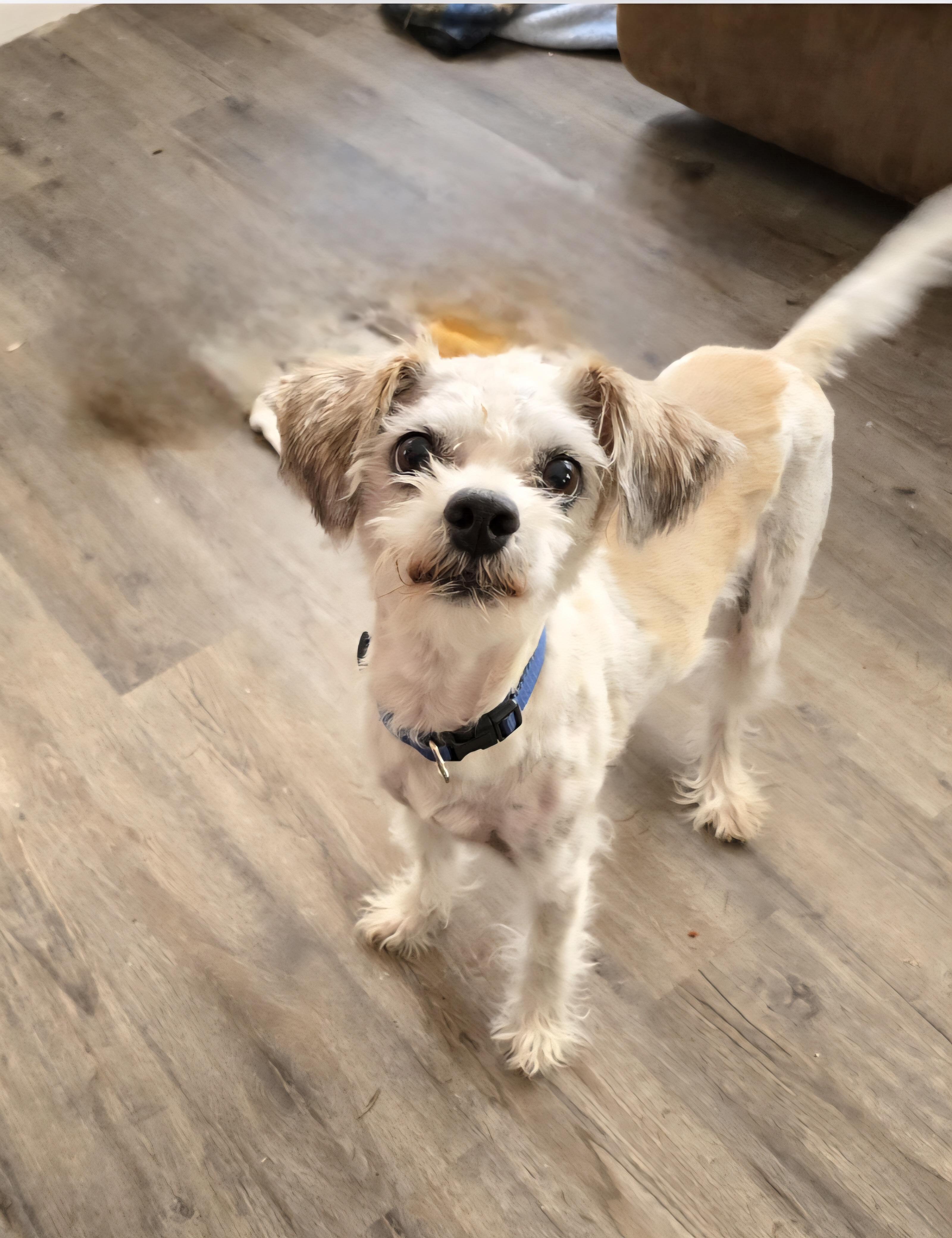 Enlarge Dax, a ADOPTABLE mixed breed in Jamestown, ND image 3/6
