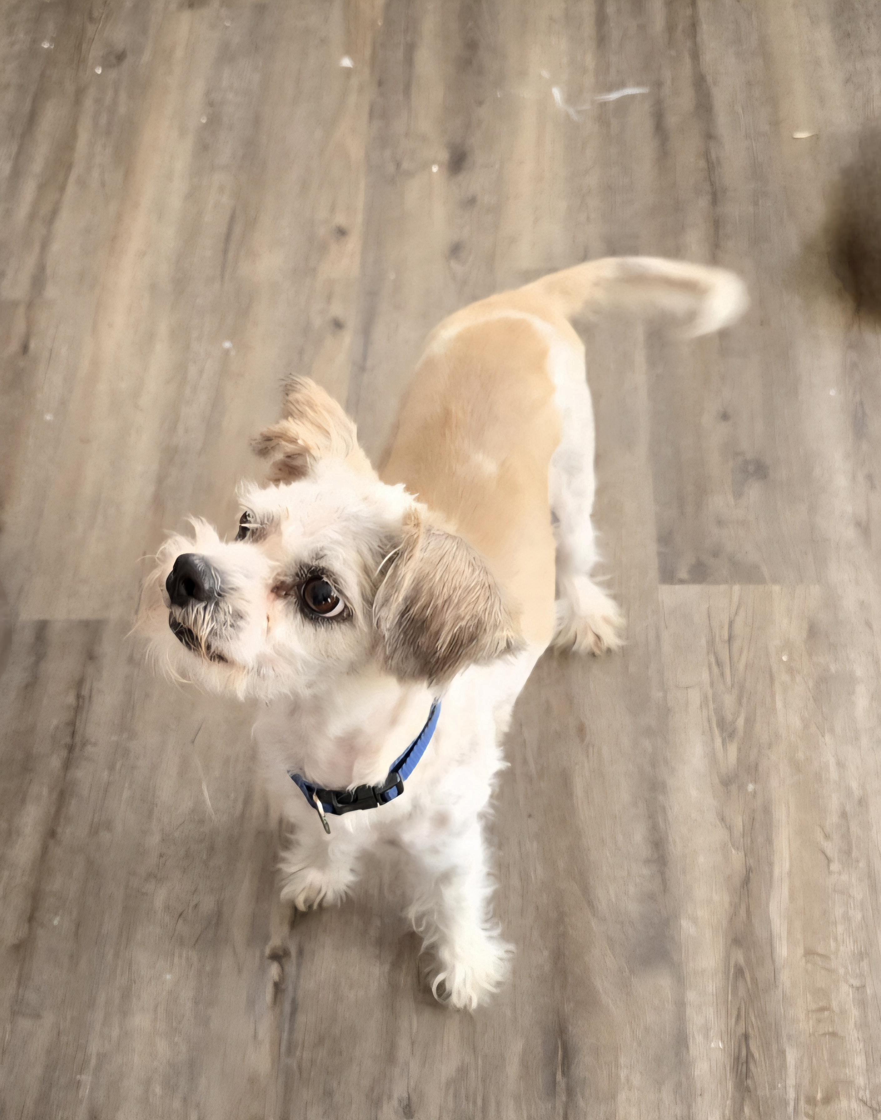 Enlarge Dax, a ADOPTABLE mixed breed in Jamestown, ND image 5/6