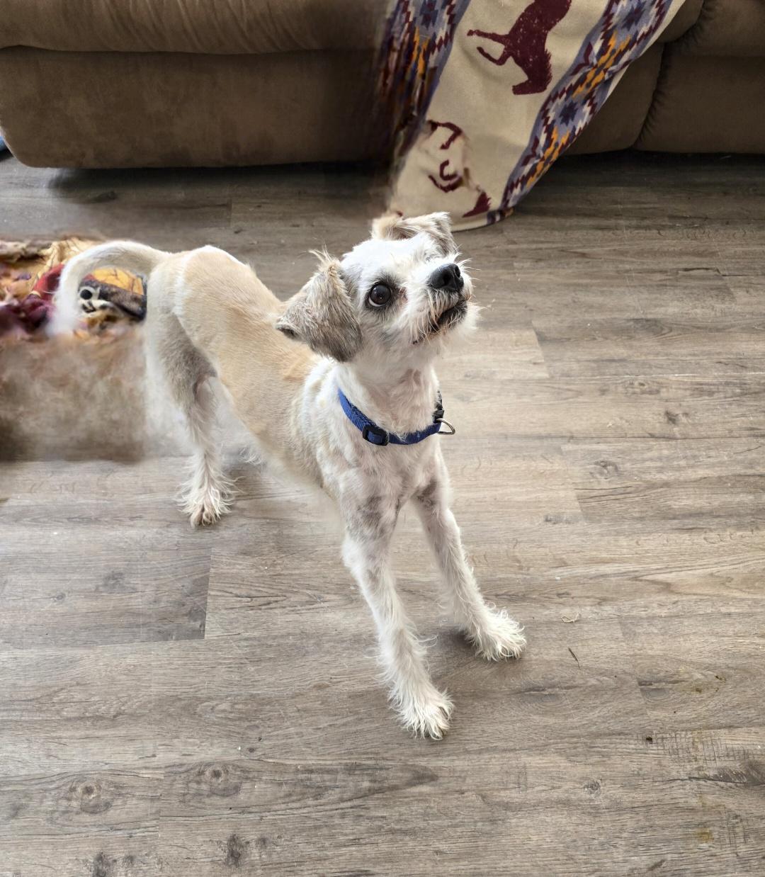 Enlarge Dax, a ADOPTABLE mixed breed in Jamestown, ND image 4/6