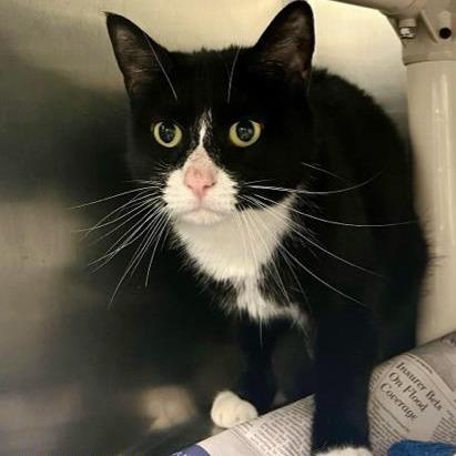 Enlarge Betty, a Adoptable Domestic Short Hair in West Palm Beach, FL image 1/5