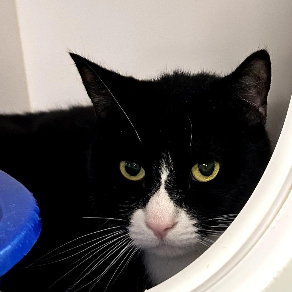 Enlarge Betty, a Adoptable Domestic Short Hair in West Palm Beach, FL image 2/5