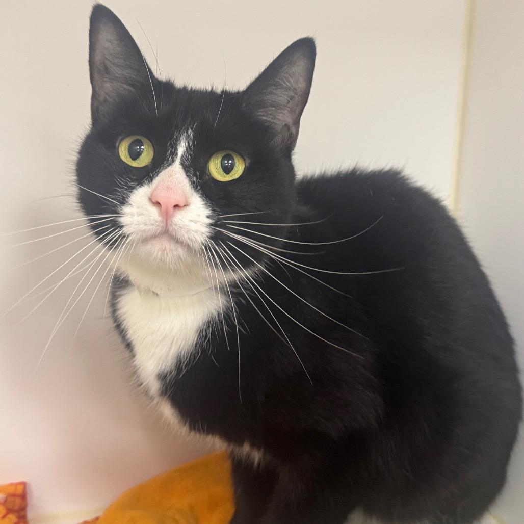 Enlarge Betty, a Adoptable Domestic Short Hair in West Palm Beach, FL image 3/5