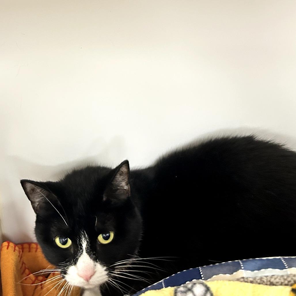 Enlarge Betty, a Adoptable Domestic Short Hair in West Palm Beach, FL image 4/5