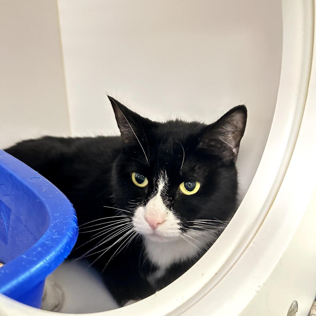 Enlarge Betty, a Adoptable Domestic Short Hair in West Palm Beach, FL image 5/5