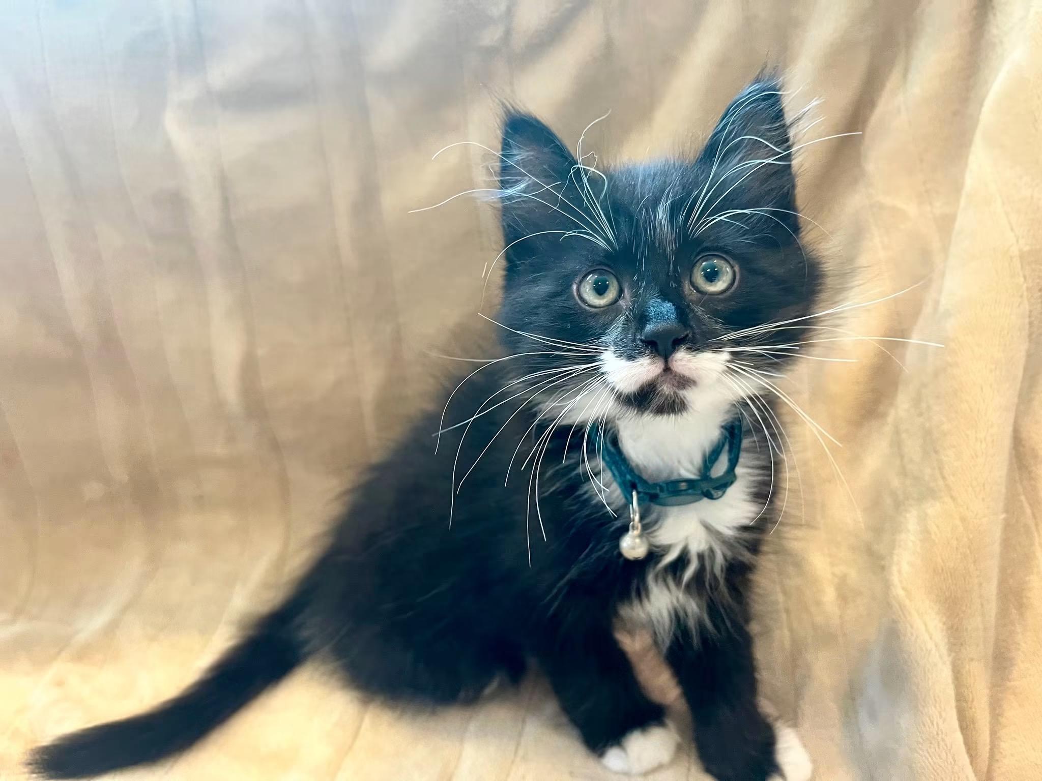 Enlarge OLLIE, an adopted Domestic Long Hair in Tillsonburg, ON image 1/1