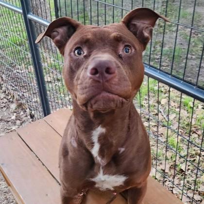 Ludacris, a Adoptable mixed breed in Bryan, TX image 1/3