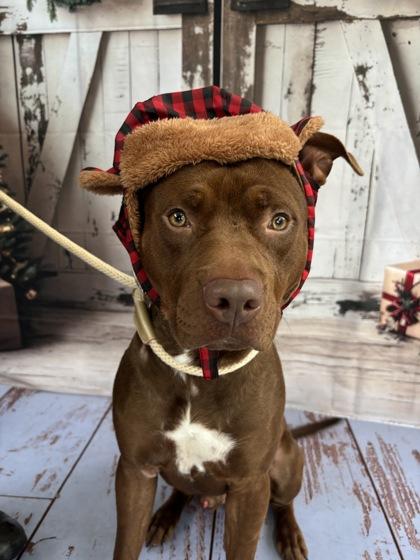 Ludacris, a Adoptable mixed breed in Bryan, TX image 2/3