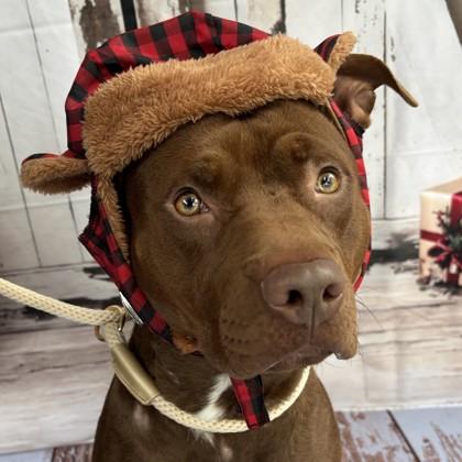 Ludacris, a Adoptable mixed breed in Bryan, TX image 3/3