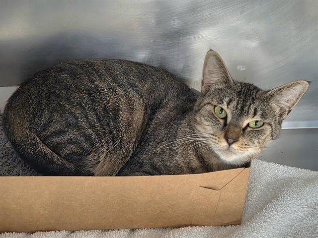 Enlarge BBAM, a Adoptable Domestic Short Hair in Panama City, FL image 1/1