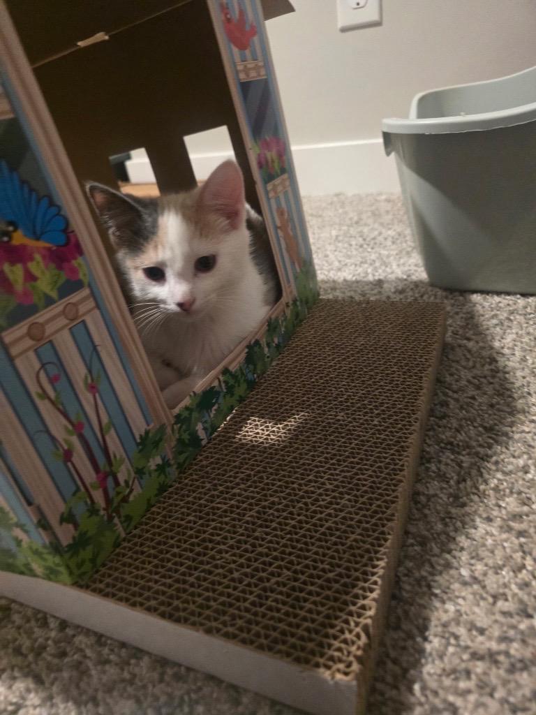 Enlarge Momma and Tiny, a ADOPTABLE Domestic Short Hair in Farmington, MN image 3/6