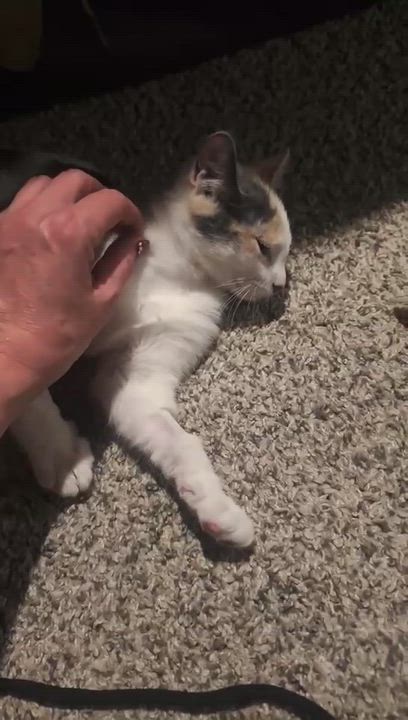 Enlarge Momma and Tiny, a ADOPTABLE Domestic Short Hair in Farmington, MN video 4/6