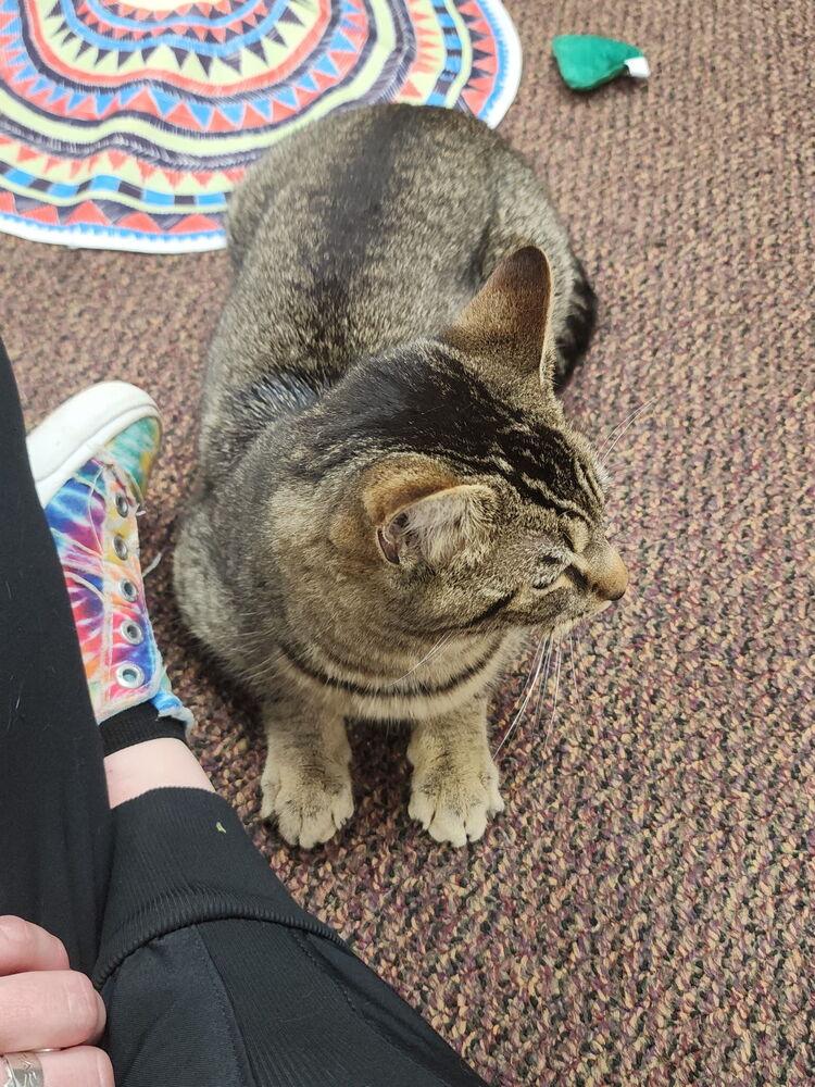 Rigatoni, a Adopted Domestic Short Hair in Dayton, OH image 1/2