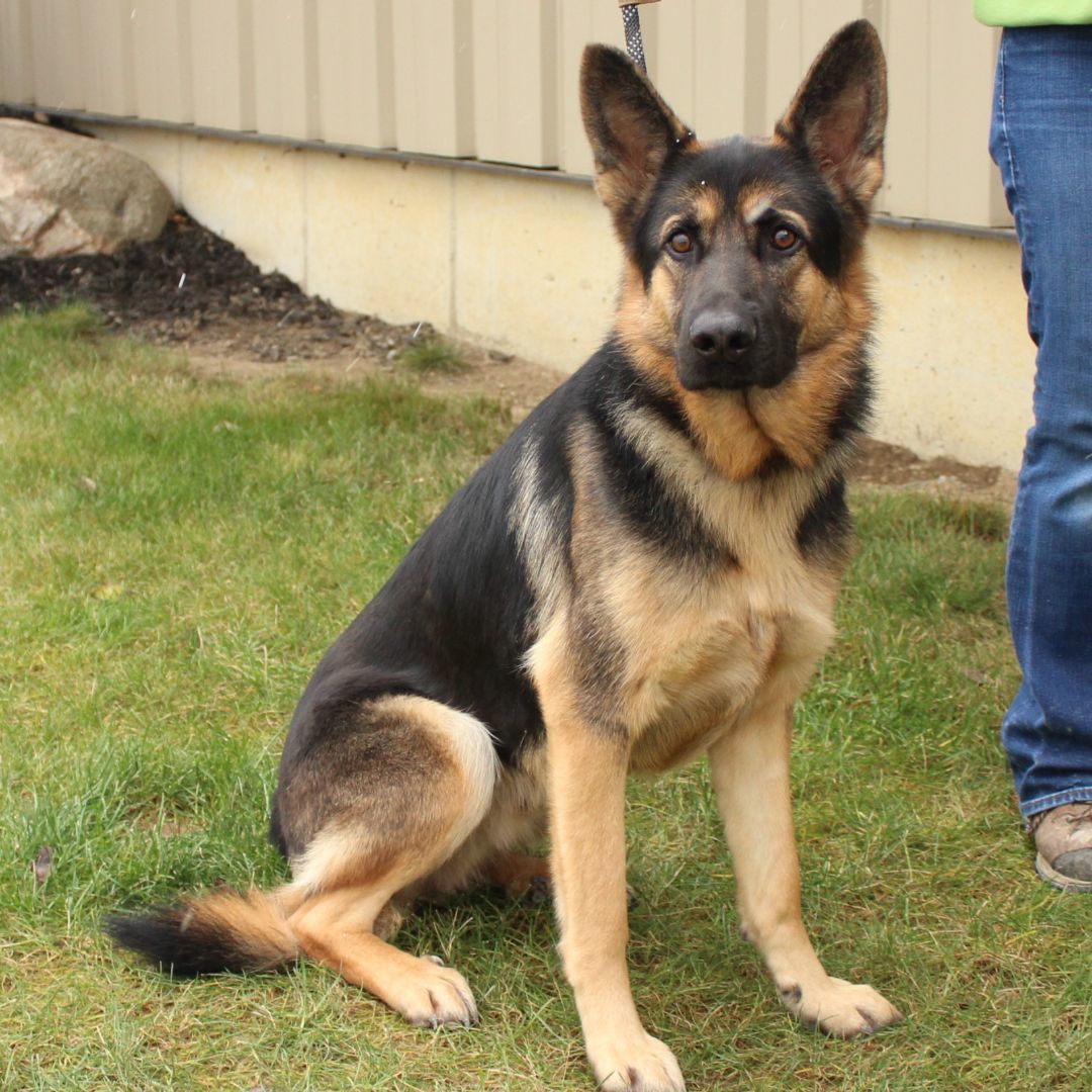 Moby, a Adoptable German Shepherd Dog in Eaton, OH image 2/6