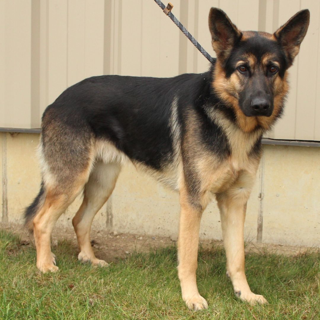 Moby, a Adoptable German Shepherd Dog in Eaton, OH image 3/6