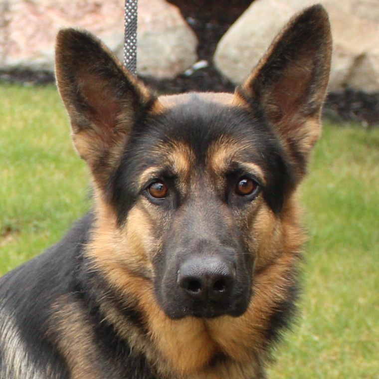 Moby, a Adoptable German Shepherd Dog in Eaton, OH image 1/6