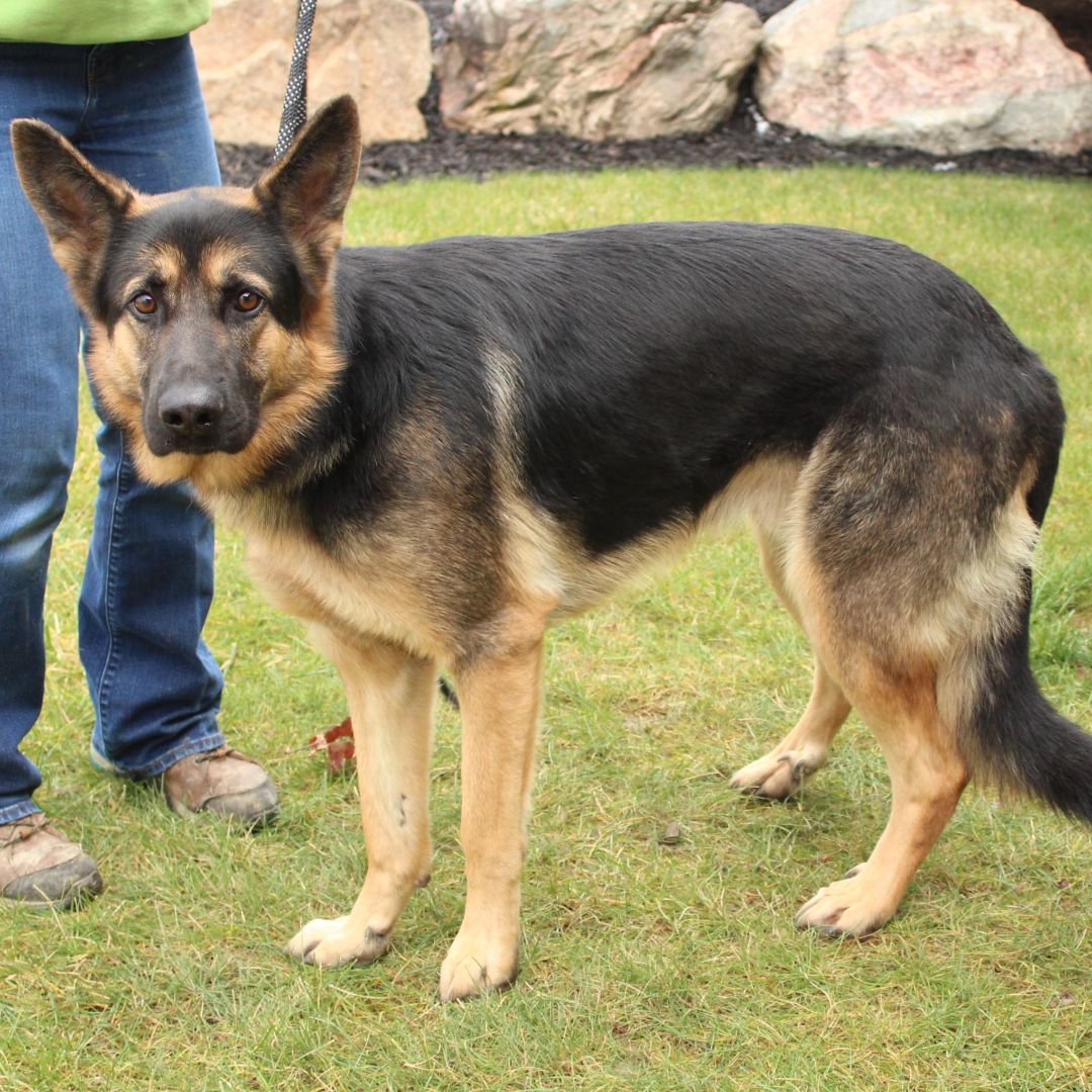 Moby, a Adoptable German Shepherd Dog in Eaton, OH image 4/6