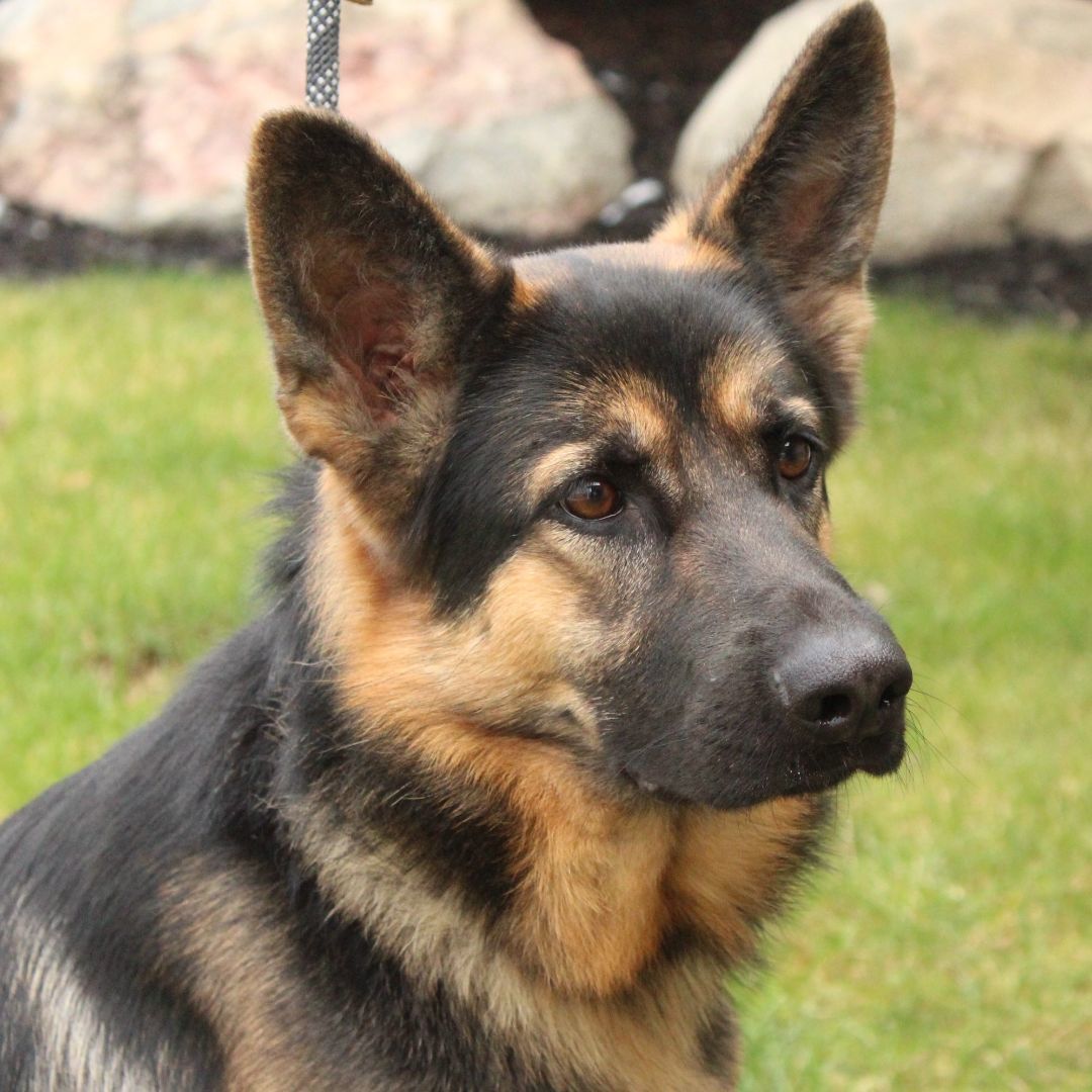 Moby, a Adoptable German Shepherd Dog in Eaton, OH image 5/6