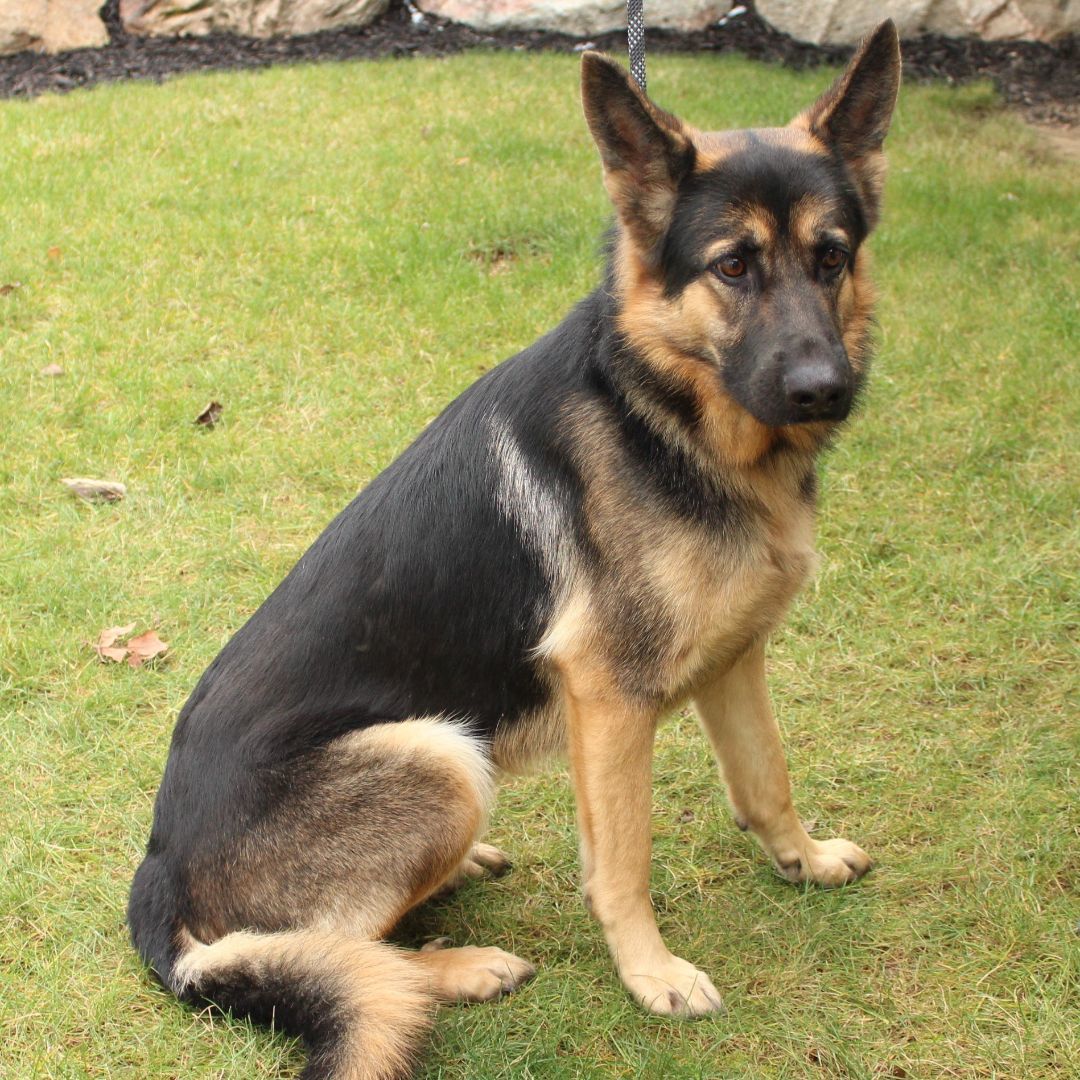 Moby, a Adoptable German Shepherd Dog in Eaton, OH image 6/6