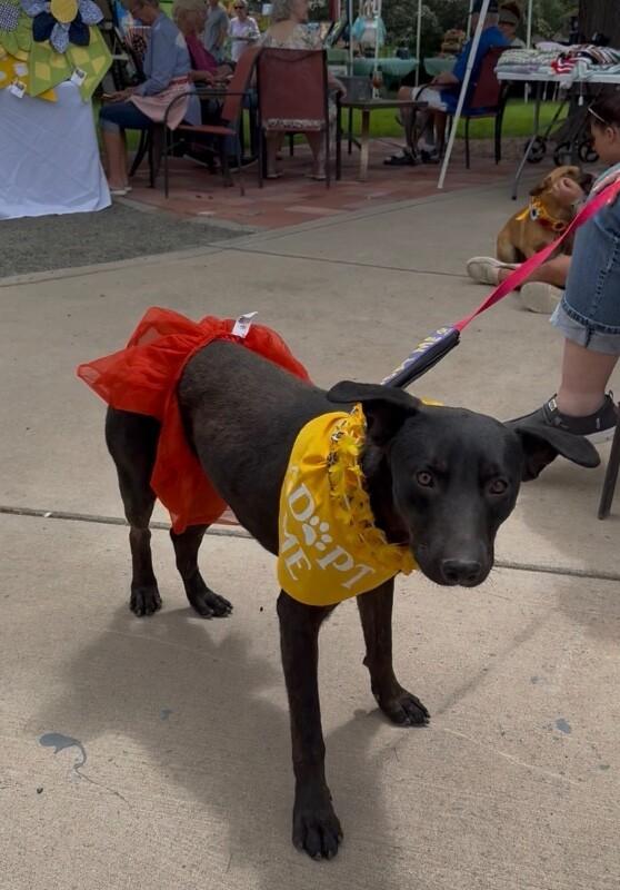 Layla, a Adoptable mixed breed in Windsor, CO image 1/6