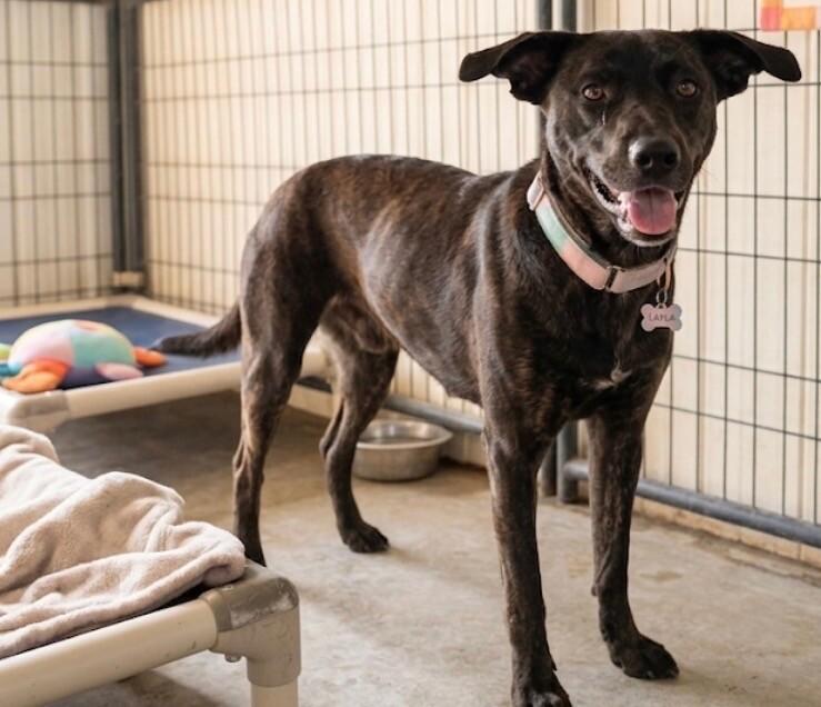 Enlarge Layla, a Adoptable mixed breed in Windsor, CO image 1/1