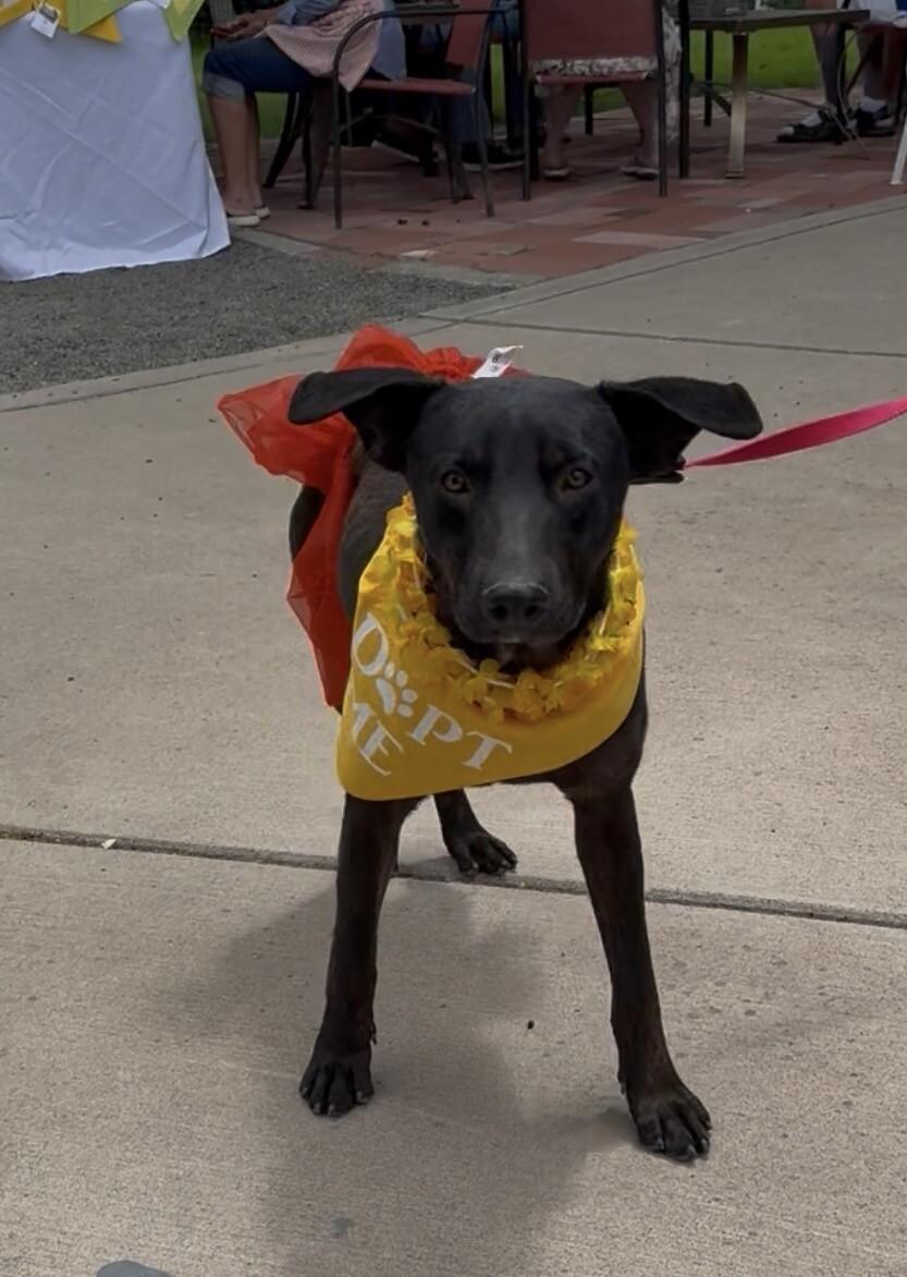 Layla, a Adoptable mixed breed in Windsor, CO image 3/6
