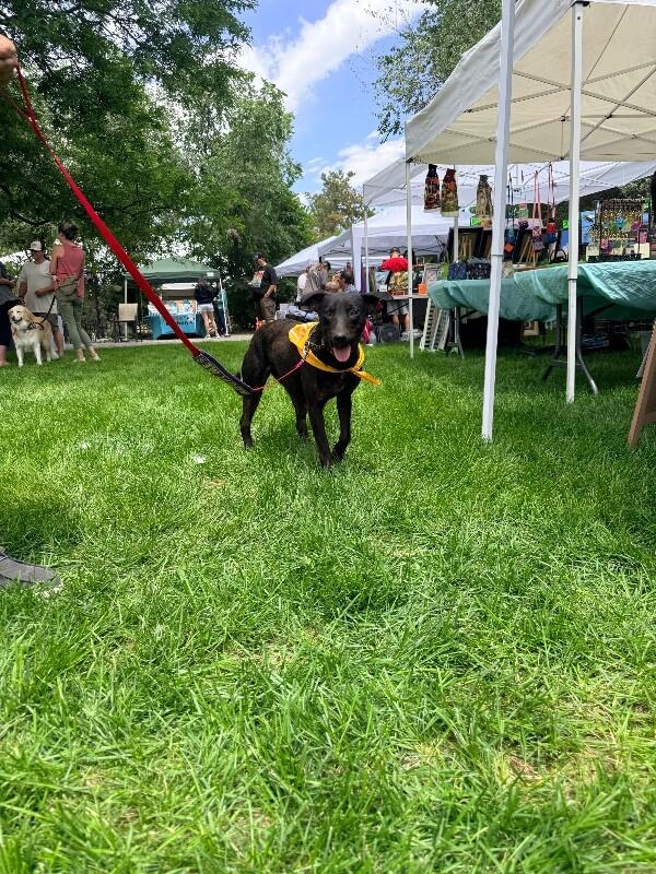 Layla, a Adoptable mixed breed in Windsor, CO image 5/6
