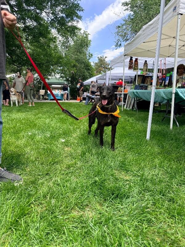 Layla, a Adoptable mixed breed in Windsor, CO image 6/6