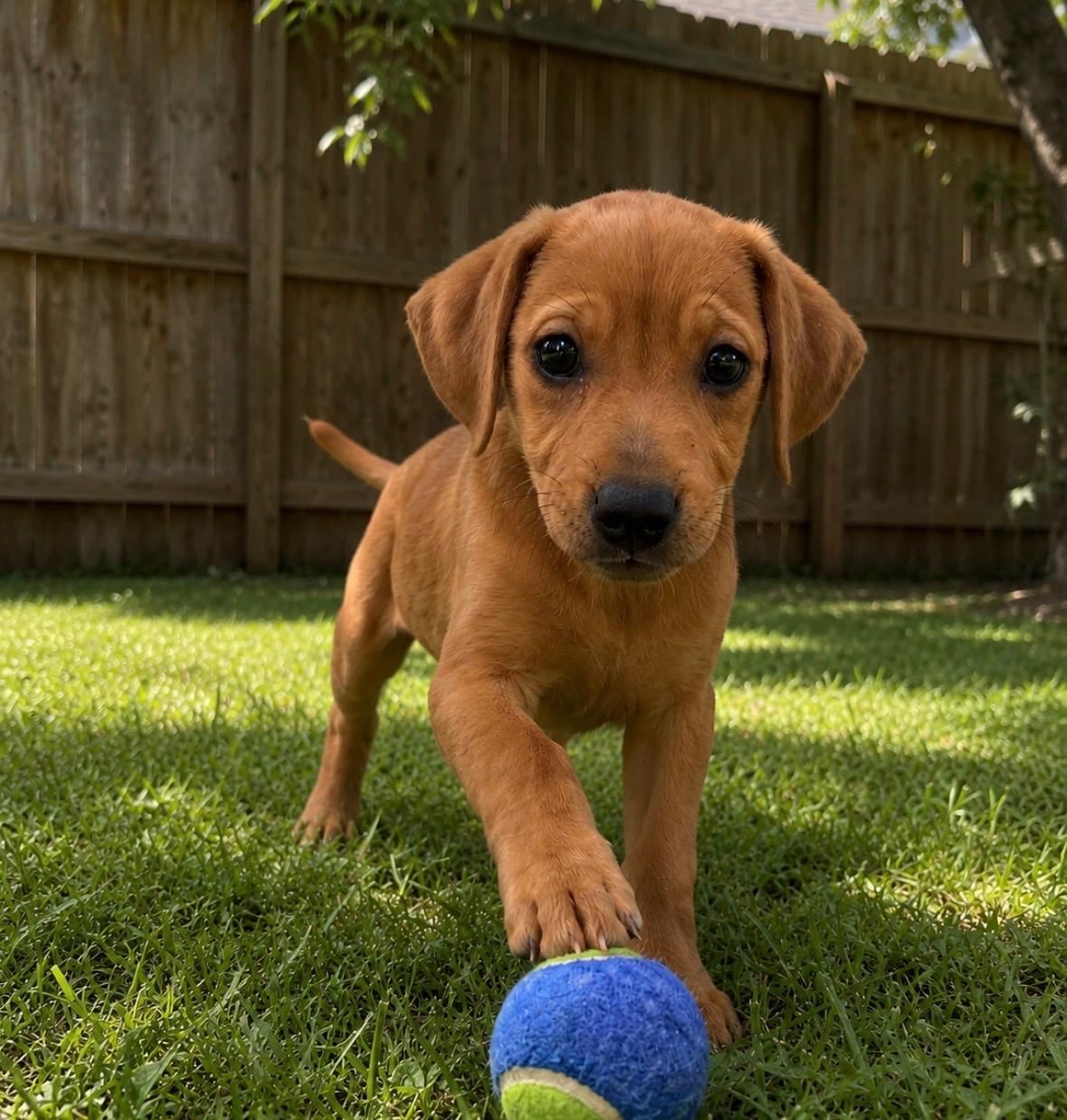 Enlarge Howlves Presley, a Adoptable mixed breed in Evergreen, CO image 1/2