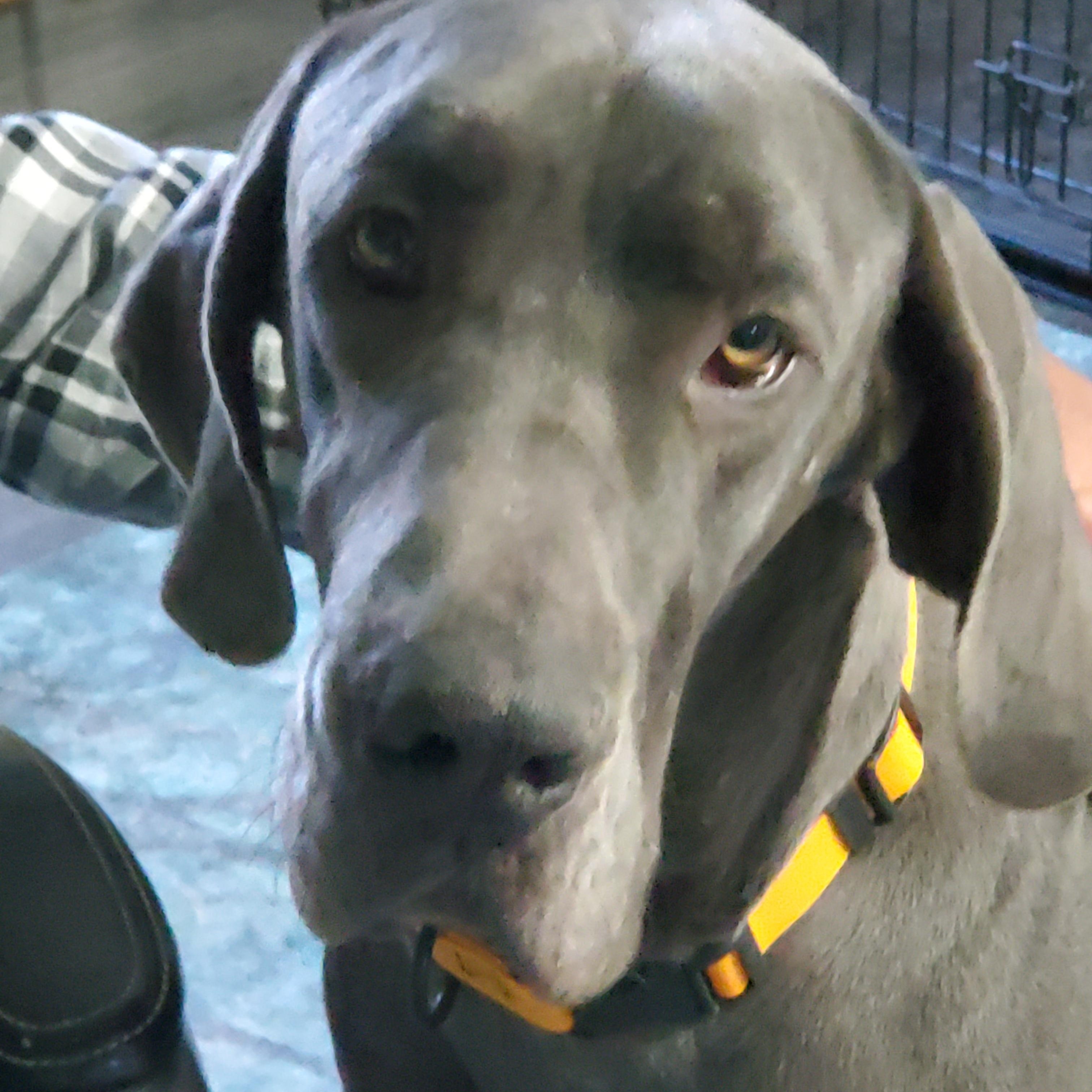 Sunny, Adoptable, Adult Female Great Dane.
