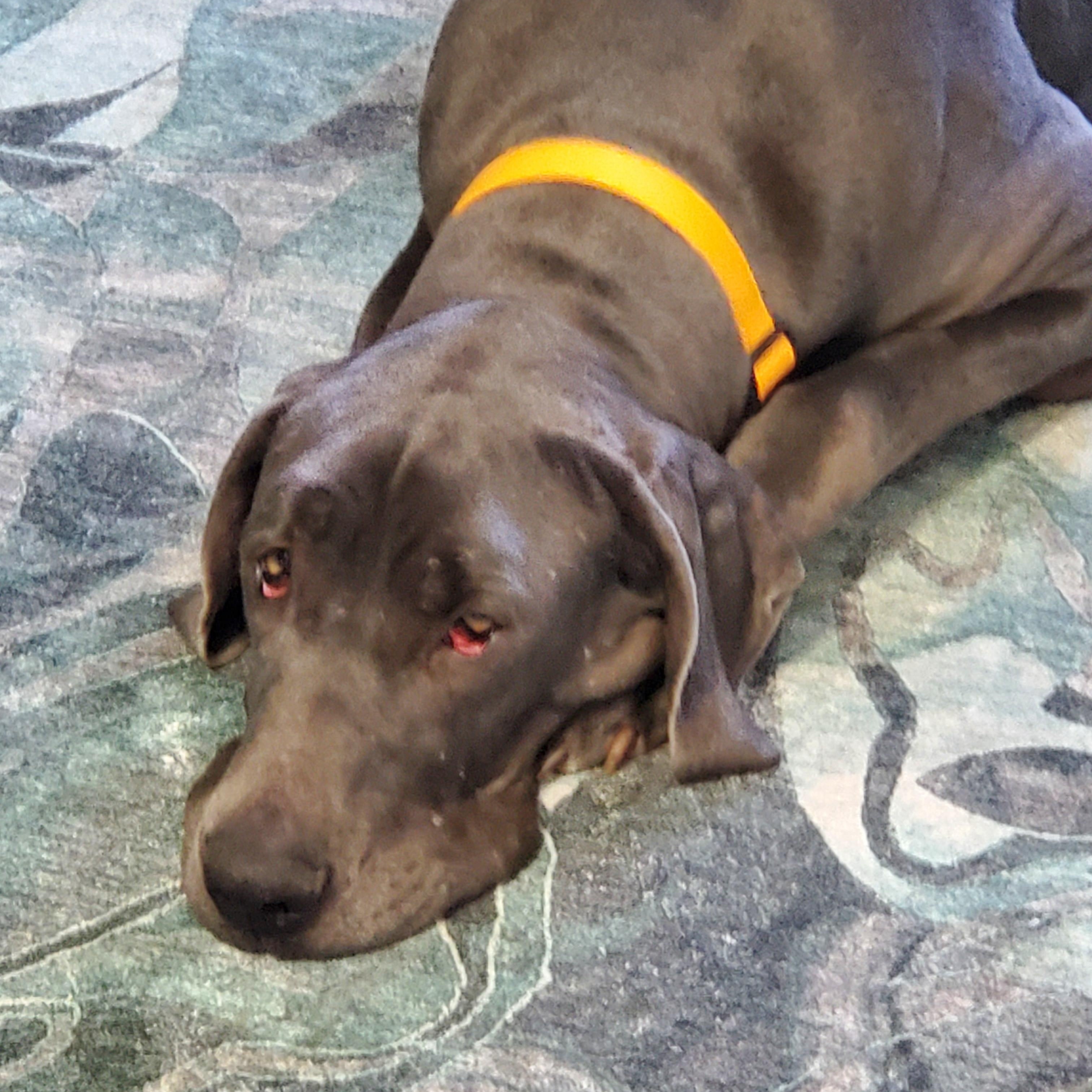 Sunny, a Adoptable Great Dane in Brookville, OH image 2/2