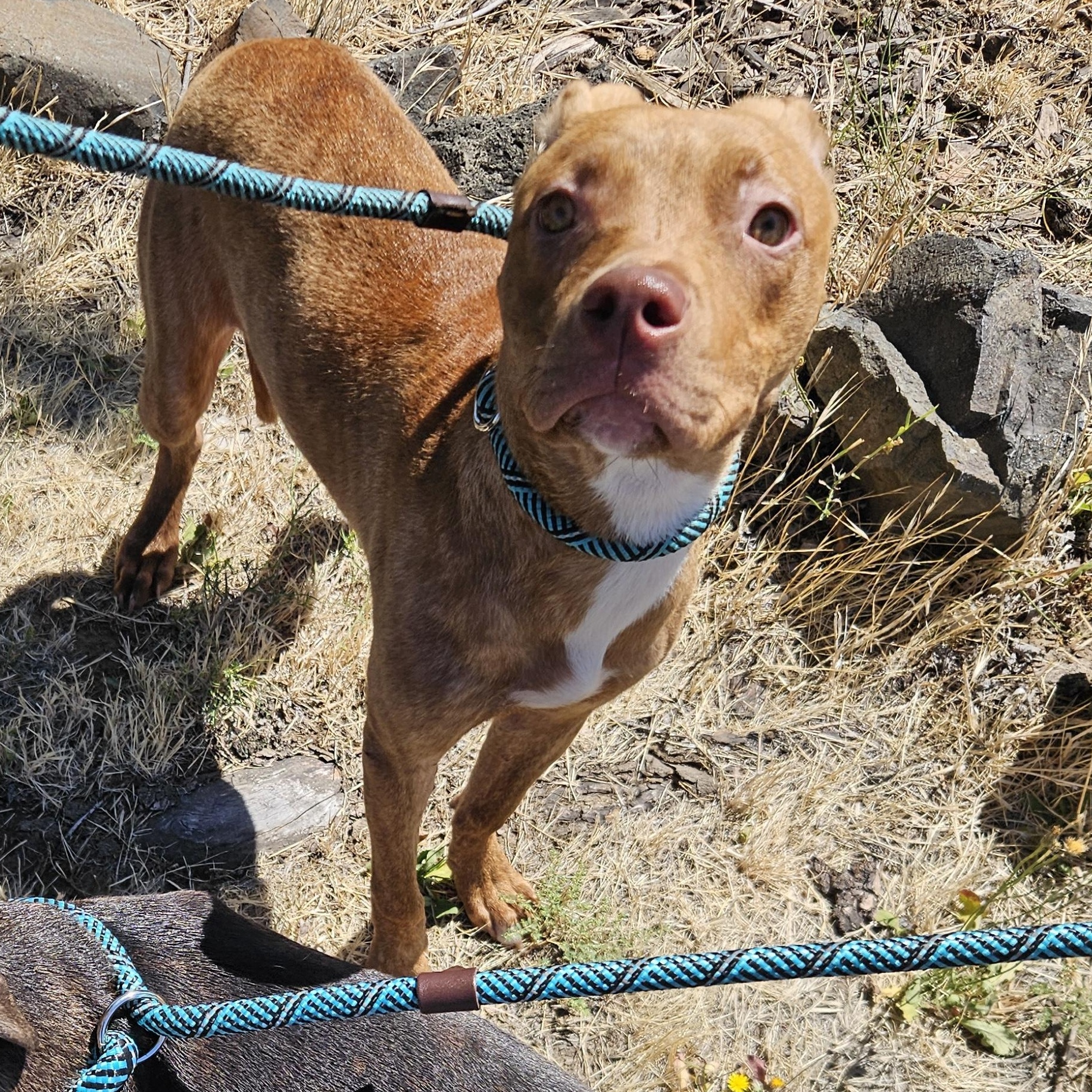 Butterfinger, ADOPTABLE, Puppy Female Pit Bull Terrier.