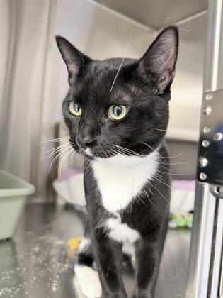 Alfie, Adoptable, Kitten Male Domestic Short Hair & Domestic Short Hair.