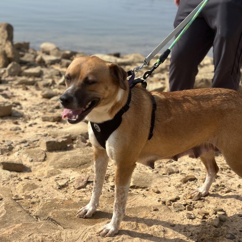 Enlarge Teetee, a Adoptable Mixed Breed in Corbin, KY image 1/6