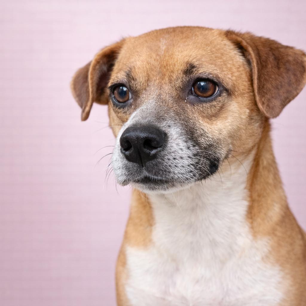 Enlarge Teetee, a Adoptable Mixed Breed in Corbin, KY image 2/6