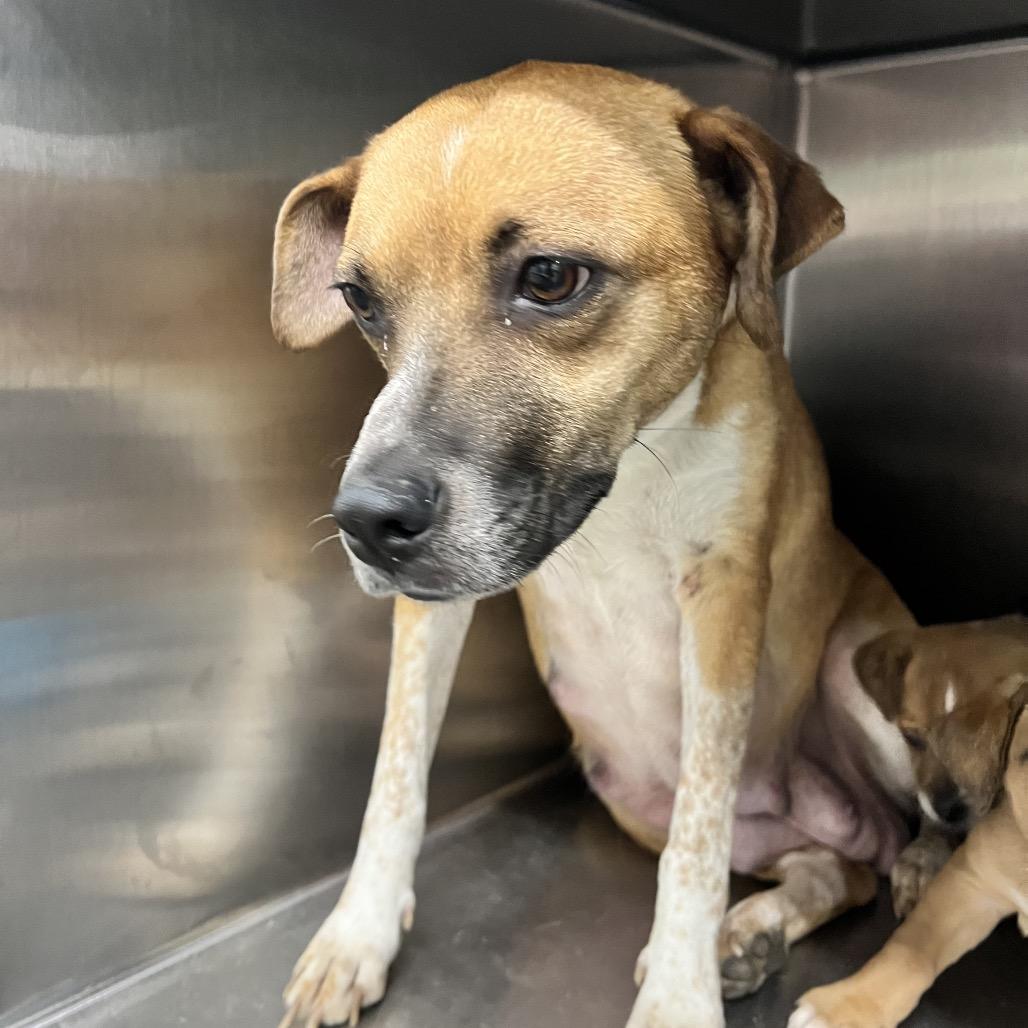 Enlarge Teetee, a Adoptable Mixed Breed in Corbin, KY image 3/6